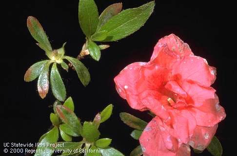 Blotches on azalea petals, an early stage of infection by Ovulinia petal blight fungus, <i>Ovulinia azaleae.</i>.