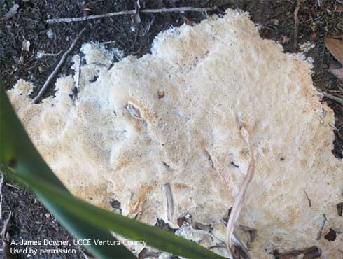 Fruiting bodies of the fungus <i>Oxyporus latemarginatus</i> on a ficus tree, <i>Ficus benjamina</i>. 