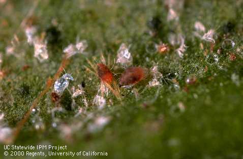 Adult male (left) and female of southern red mite, <i>Oligonychus ilicis</i>, on an azalea leaf.