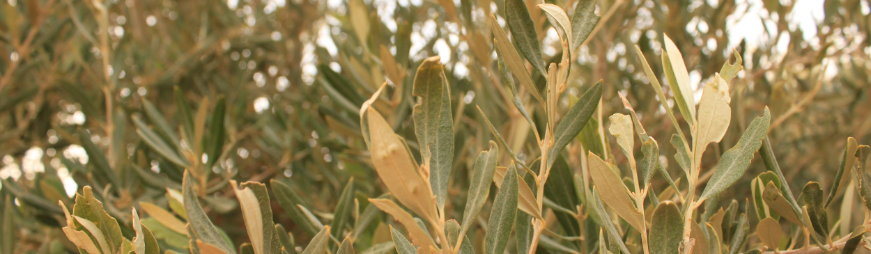 Leaves of olive showing galls caused by the olive mite, Oxyenus maxwelli.