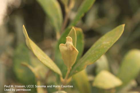 Infestation of olive mite, <i>Oxycenus maxwelli</i>, on olive tree leaves.