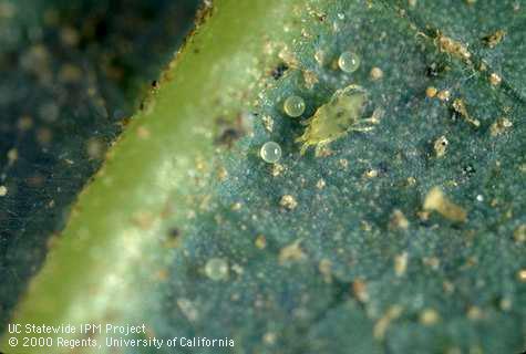 Adult persea mites and eggs. Credit: Jack Kelly Clark Adult and eggs in purplish patch on underside of leaf, ca 10X Credit: Jack Kelly Clark