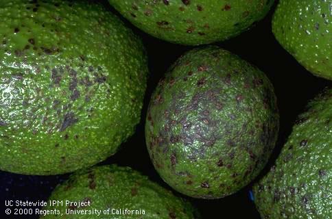 Dark mottling on avocado fruit caused by persea mite, <I>Oligonychus perseae.</I>.