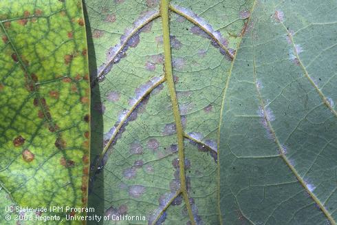 Leaves with necrotic spots and silky webbed patches caused by persea mites, <I>Oligonychus perseae.</I> .