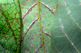 Discolored spots and silken patches of persea mite.