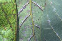 Leaves with necrotic spots and silky webbed patches