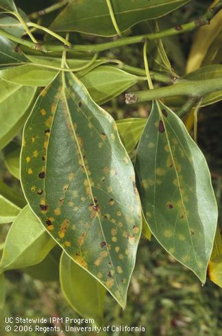 Spots along leaf veins caused by persea mite, <I>Oligonychus perseae.</I> .