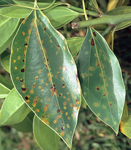 Discolored spots from feeding by persea mites.