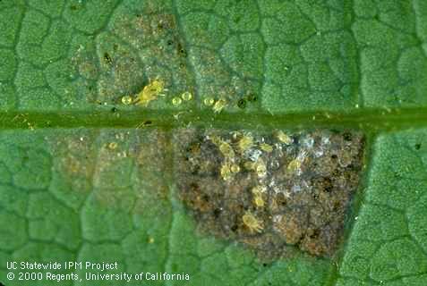 Adults, immatures, and eggs of persea mite, <i>Oligonychus perseae</i> exposed with silk covering removed.