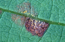 EgPersea mites exposed with silk covering removed.