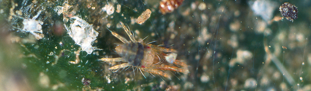 Adult avocado brown mite, Oligonychus punicae.