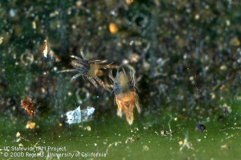 Adult avocado brown mites.