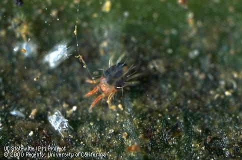 Adult avocado brown mite.