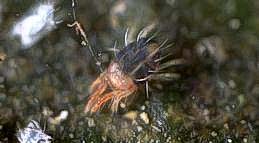 Adult avocado brown mite.