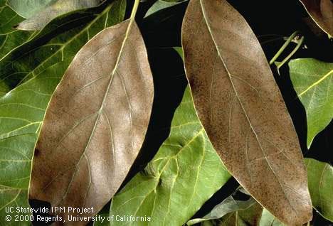 Brown leaves caused by avocado brown mites.