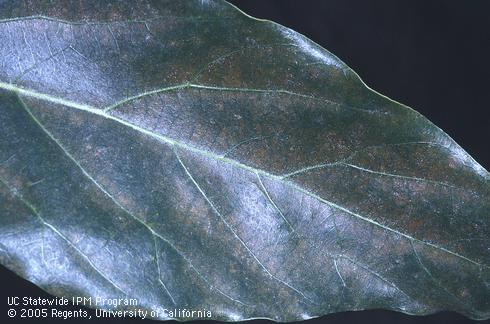 Avocado leaf browned from an infestation of avocado brown mite, <I>Oligonychus punicae.</I> .