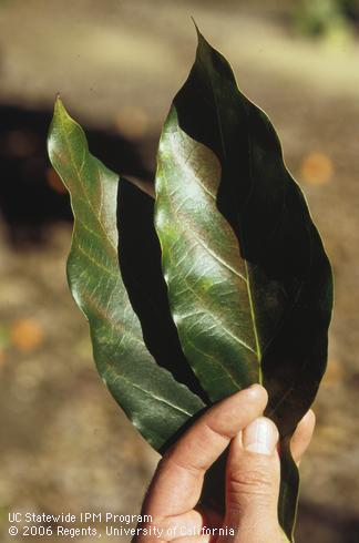 Avocado leaves damaged by avocado brown mite, <I>Oligonychus punicae.</I> .