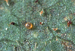 Egg of avocado brown mite.