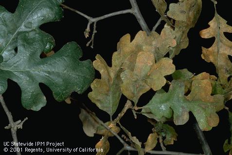 Oak leaves discolored bronze by spider mite, <i>Oligonychus</i> sp. feeding, for comparison held next to undamaged leaves. Application of carbaryl (Sevin) insecticide for caterpillars caused the mite outbreak.