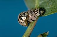 Ashy gray ladybeetle adult