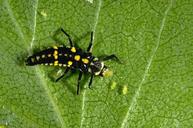 Ashy gray ladybeetle larva