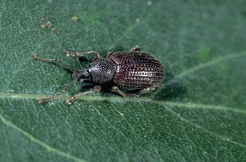 Adult cribrate weevil, <i>Otiorhynchus cribricollis</i>.