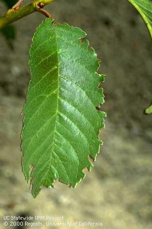 Damage caused by cribrate weevils feeding on cherry foliage.