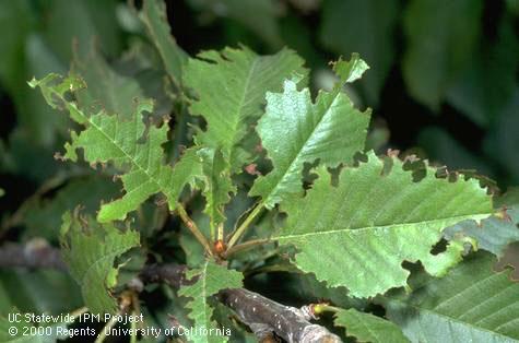 Damage caused by cribrate weevils feeding on cherry foliage.