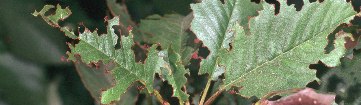 Damage caused by cribrate weevils feeding on cherry foliage.