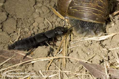 Adult devil's coach horse, <i>Ocypus olens</i> (Staphylinidae, left) and brown garden snail, <i>Cornu aspersum,</i>, on which the predator feeds.