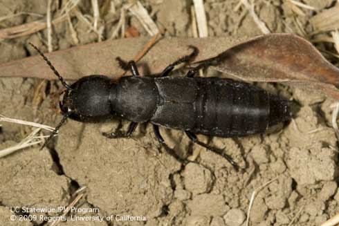 Adult devil's coach horse, <i>Ocypus olens.</i>.