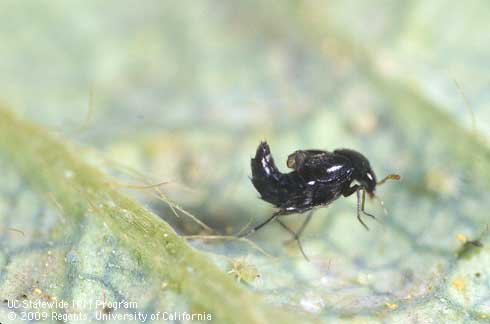 Adult rove beetle, Oligota oviformis, a predator of spider mites.