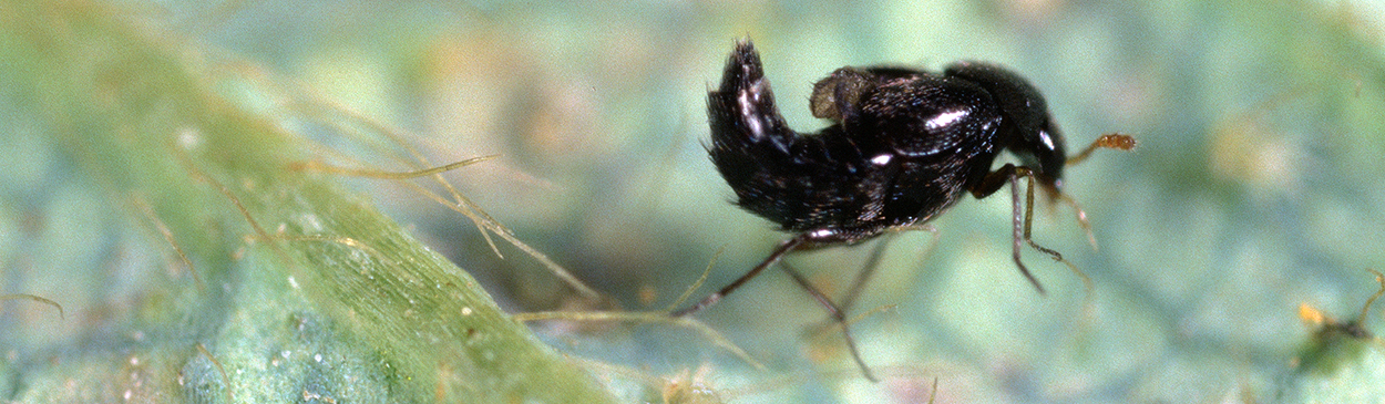 Adult rove beetle, Oligota oviformis, a predator of spider mites.