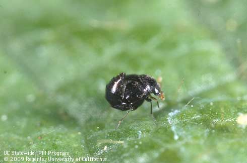 Adult rove beetle, <i>Oligota oviformis,</i> a predator of spider mites.