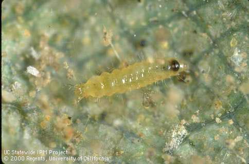 Larva of the spider mite predator, Oligota oviformis.