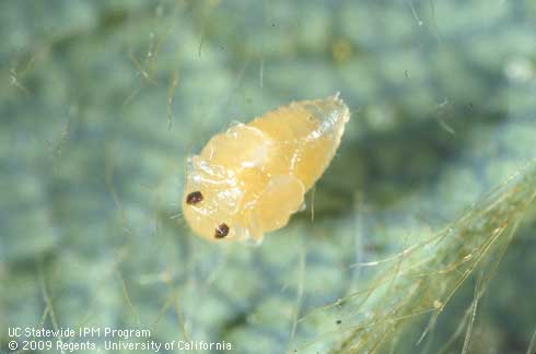 Pupa of the rove beetle, Oligota oviformis, a predator of spider mites.