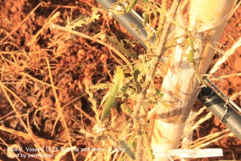 Leaves of young olive tree damaged by weevils.