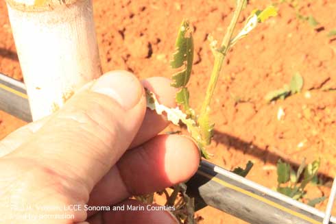 Leaves of young olive tree damaged by weevils.