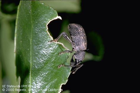 Adult black vine weevil, <i>Otiorhynchus sulcatus</i>, feeding.