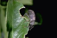 Black vine weevil