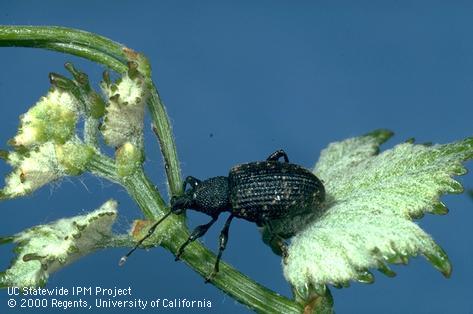 Adult black vine weevil.