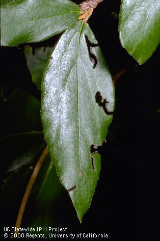 Adult black vine weevil, <i>Otiorhynchus sulcatus</i>, feeding damage on viburnum.