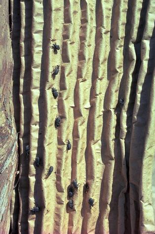 Corrugated cardboard trap used to monitor for the presence of adult black vine weevil, <i>Otiorhynchus sulcatus</i>.