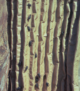 Corrugated cardboard trunk wrap for monitoring weevils.