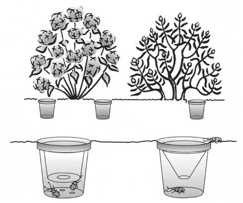 Pitfall traps and trunk wraps (not shown) can be used to monitor adults of many soil-dwelling weevils. Construct traps from a funnel (at bottom right) or smaller cup with a hole in its bottom (left) fit inside another cup that is buried near plants so that weevils walking on the soil surface fall into it and are prevented from climbing out.