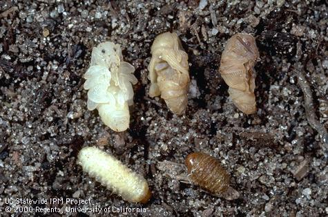 Black vine weevil, <i>Otiorhynchus sulcatus</i>, pupae (above) and larvae (below). The brown ones are infected with beneficial, entomopathogenic nematodes.