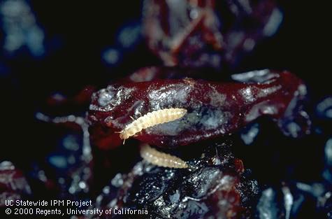 Larva of sawtoothed grain beetle.