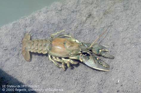 Adult northern crayfish, <i>Faxonius</i> (=<i>Orconectes</i>) <i>virilis</i>, a greenish brown crayfish found in canals and streams around rice fields.