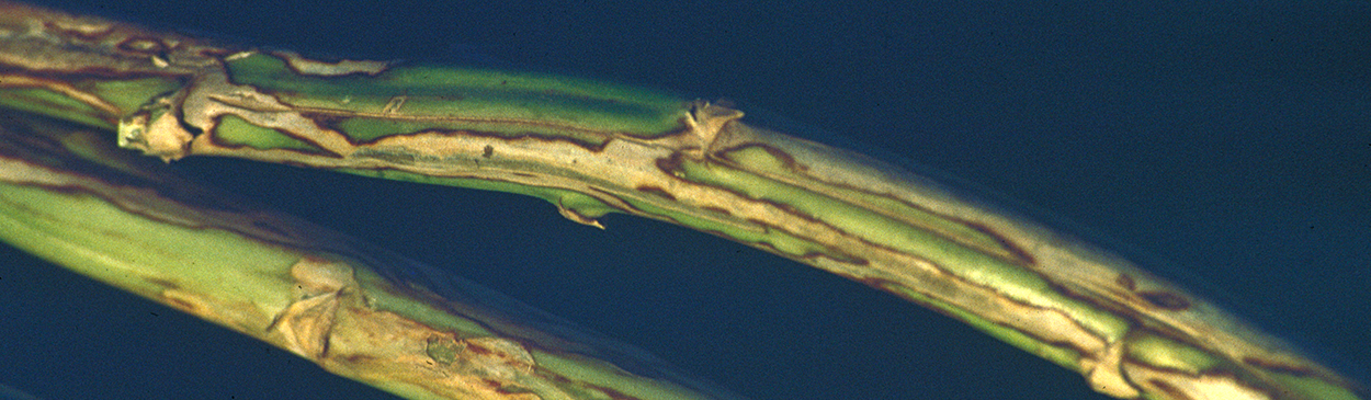 Two stems with mines of asparagus miner, Ophiomya simplex.