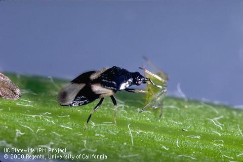 Adult minute pirate bug, Orius tristicolor, feeding on an aphid.